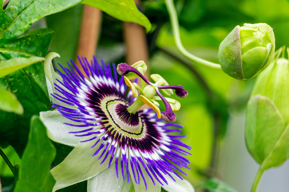 Passion Flower Extract That Target Hyperpigmentation